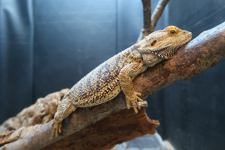 Iguanas are fun. No petting the iguanas though.